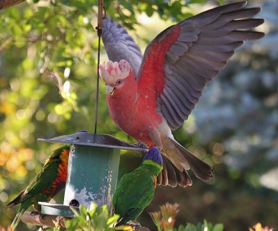 Briardale Bed and Breakfast Albury