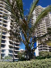 B Accommodated Paradise Centre Resort Gold Coast