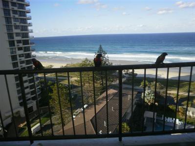 Ocean Royale Apartments Gold Coast gold coast